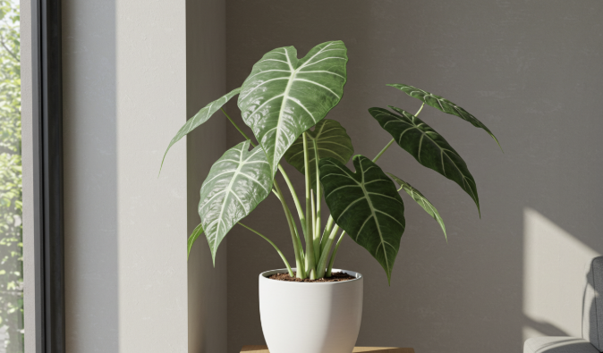 독특한 잎무늬 알로카시아